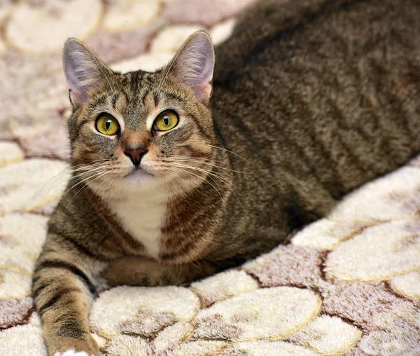 Brown shorthair cat lying on the couch — Stock Photo, Image