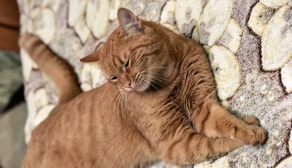 Большая Красная Кошка Лежит Диване — стоковое фото