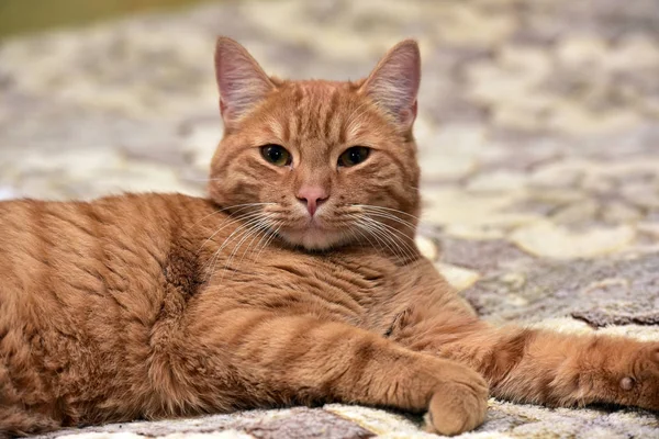 Grande Gato Vermelho Deitado Sofá — Fotografia de Stock