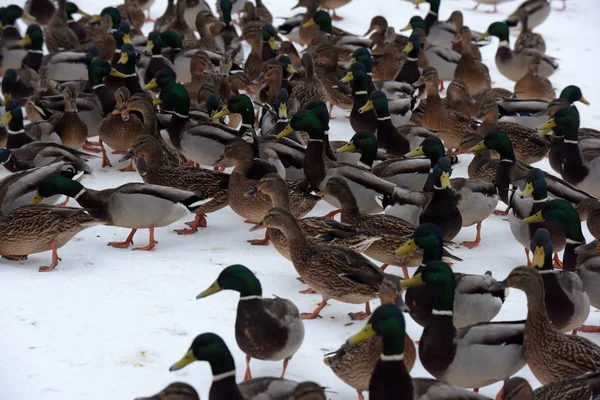 Många Ankor Snö Vinter — Stockfoto