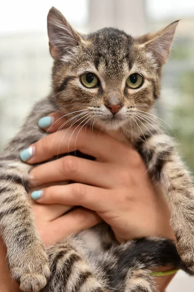 Striped kitten in hands — Stock Photo, Image