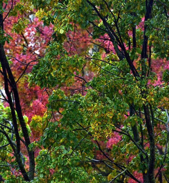 Groene en rode herfstbladeren aan de bomen, — Stockfoto