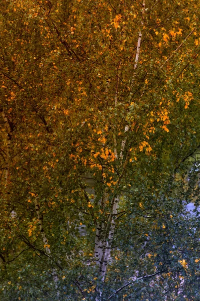 Φθινοπωρινά φύλλα της σημύδας σε ένα δέντρο — Φωτογραφία Αρχείου