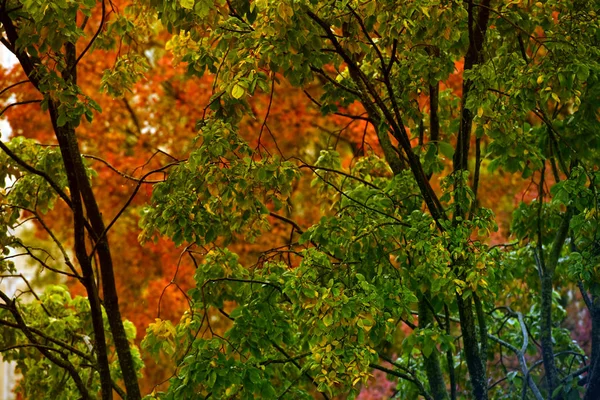 Green and red autumn leaves on trees, — Stock Photo, Image