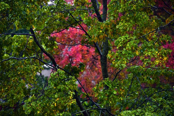 Zöld Piros Őszi Levelek Fák Őszi Háttér — Stock Fotó