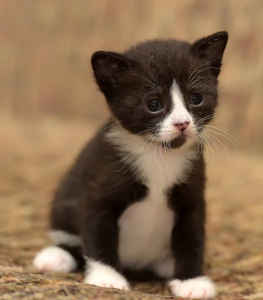 Divertido Poco Negro Con Blanco Gatito Mes — Foto de Stock