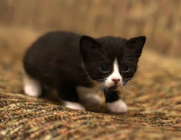 Grappige Kleine Zwart Met Een Witte Kitten Maand — Stockfoto