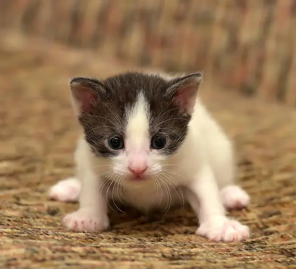 Grappige kleine zwart met een witte kitten — Stockfoto