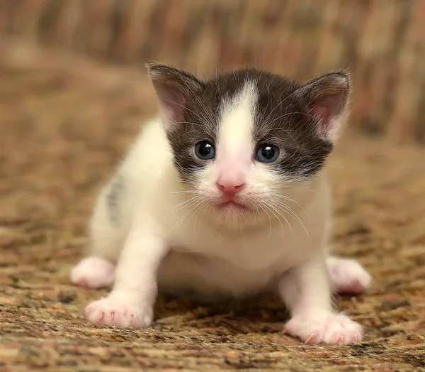 Grappige Kleine Zwart Met Een Witte Kitten Maand — Stockfoto