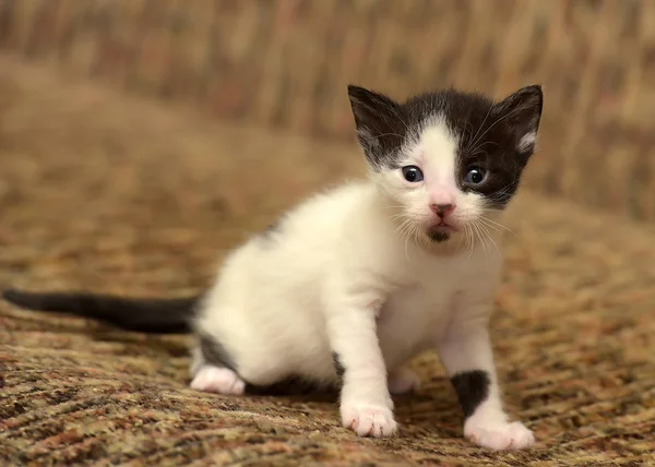 Grappige Kleine Zwart Met Een Witte Kitten Maand — Stockfoto