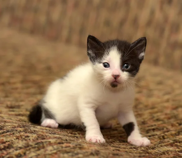 Grappige Kleine Zwart Met Een Witte Kitten Maand — Stockfoto