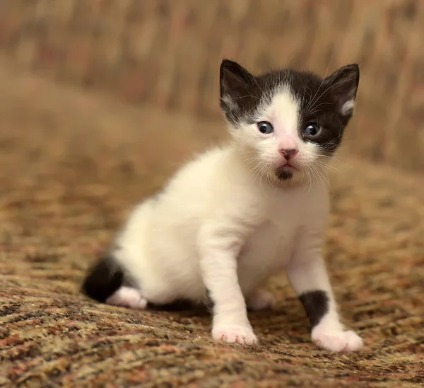 Divertido Poco Negro Con Blanco Gatito Mes — Foto de Stock