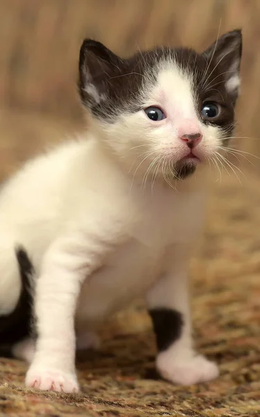 Drôle Petit Noir Avec Chaton Blanc Mois — Photo