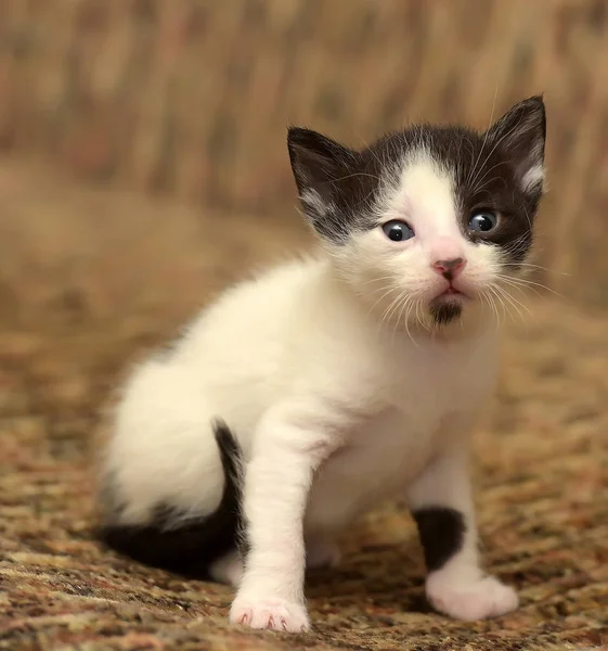 Grappige Kleine Zwart Met Een Witte Kitten Maand — Stockfoto