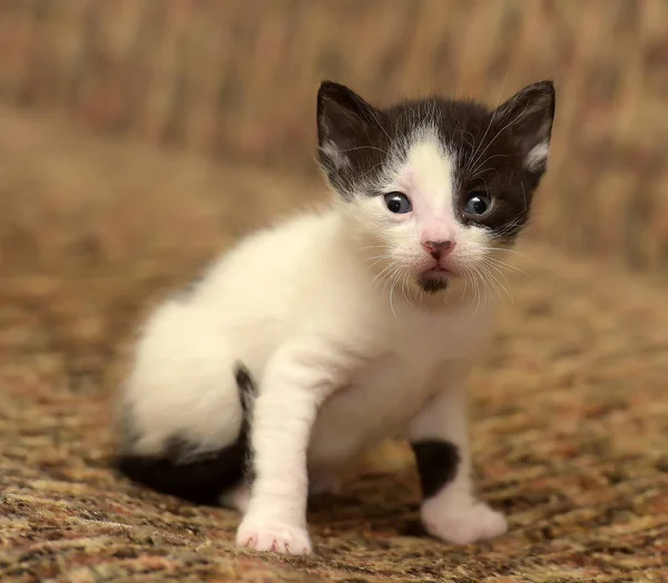 Divertido Poco Negro Con Blanco Gatito Mes — Foto de Stock