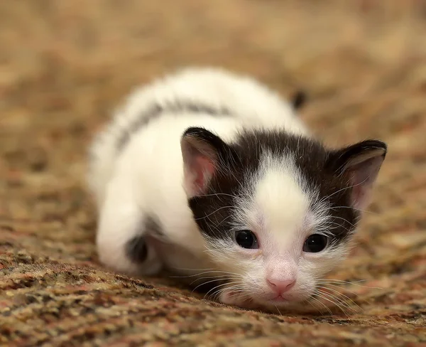 Komik Küçük Siyah Beyaz Kedi Ile — Stok fotoğraf