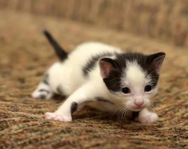 Engraçado Pouco Preto Com Gatinho Branco Mês — Fotografia de Stock