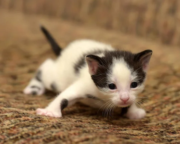 Grappige Kleine Zwart Met Een Witte Kitten Maand — Stockfoto