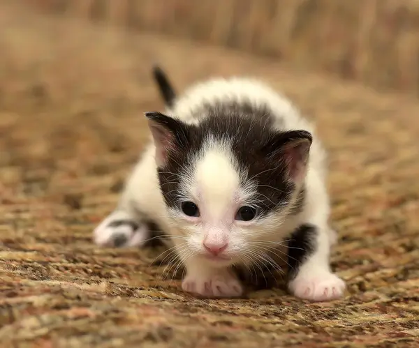 Funny Little Black White Kitten Month — Stock Photo, Image