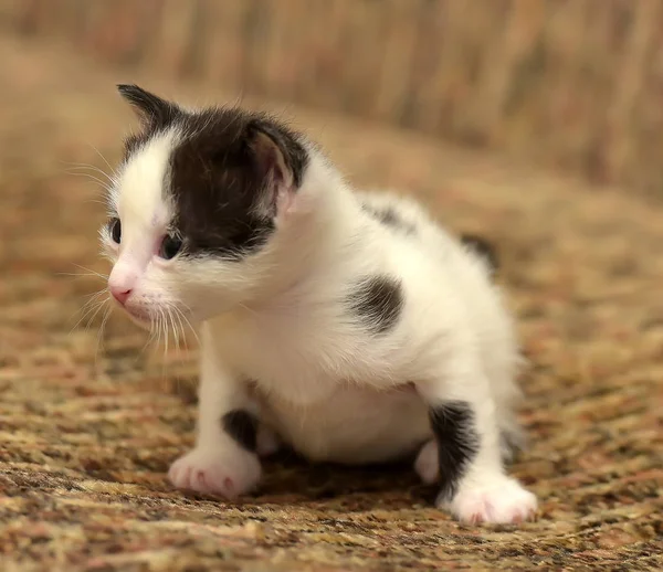 Funny Little Black White Kitten Month — Stock Photo, Image