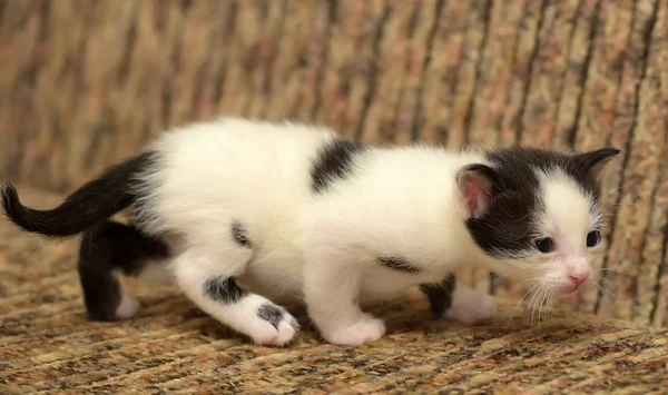 Grappige Kleine Zwart Met Een Witte Kitten Maand — Stockfoto