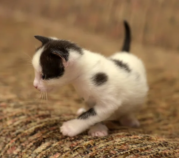 Grappige kleine zwart met een witte kitten — Stockfoto