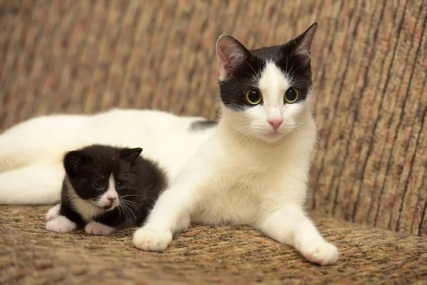 Branco bonito com um gato preto deitado com seu gatinho — Fotografia de Stock