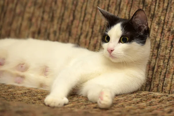 Beautiful white with a black cat lying — Stock Photo, Image