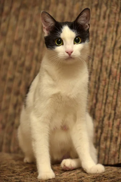 Hermoso blanco con un negro gato mintiendo —  Fotos de Stock