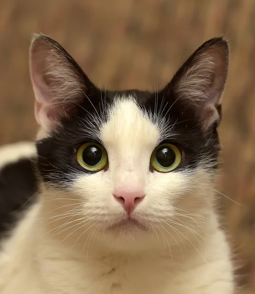 Hermoso blanco con un negro gato mintiendo — Foto de Stock