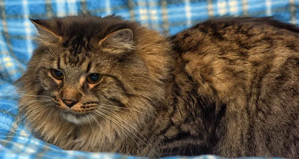 Schöne Braune Sibirische Katze Liegt Auf Blauem Hintergrund — Stockfoto