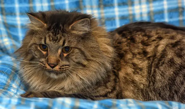 Красивий Коричневий Сибірський Кіт Лежить Синьому Тлі — стокове фото