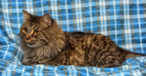Üzerinde mavi bir güzel kahverengi Sibirya kedi yatıyor — Stok fotoğraf