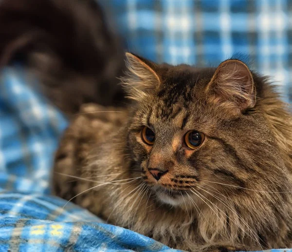 Beau chat sibérien brun repose sur un bleu — Photo