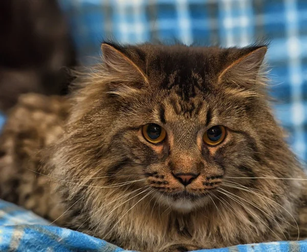 Mooie bruine Siberische Kat ligt op een blauw — Stockfoto