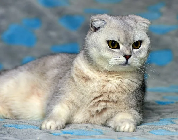 Scottish Fold cat, cor prata — Fotografia de Stock