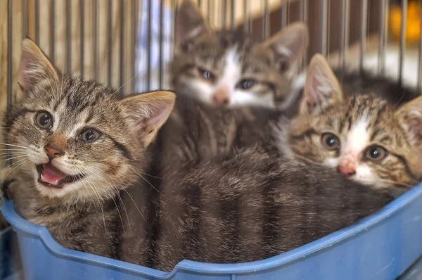 Trzy kocięta w klatce w schronisku — Zdjęcie stockowe
