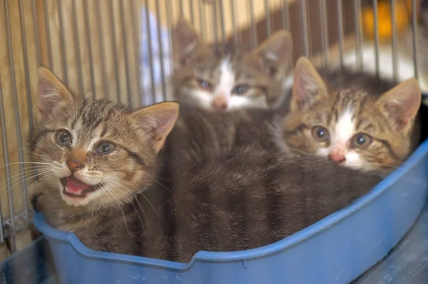 Tres gatitos en una jaula en un refugio — Foto de Stock