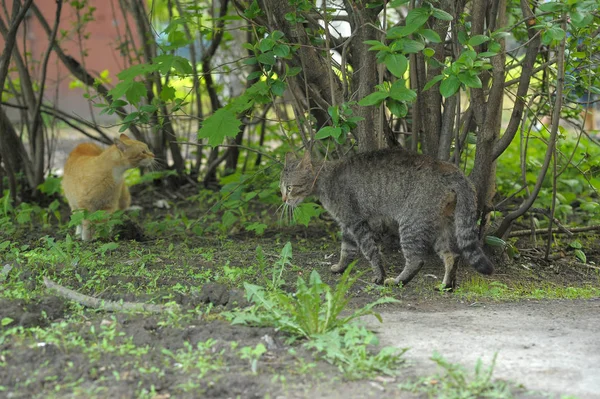 Två katter röd och randig gräl i naturen — Stockfoto