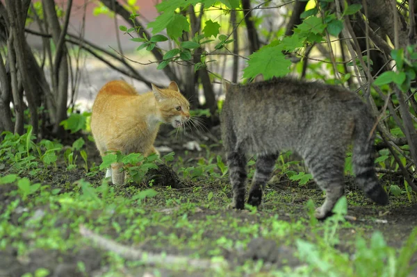 Дві кішки червоні і смугасті сварки в природі — стокове фото