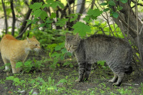 Две кошки красные и полосатые ссоры в природе — стоковое фото