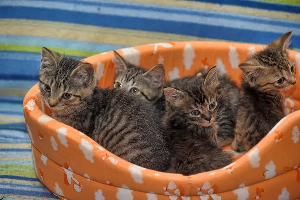Vier gestreepte kittens samen — Stockfoto