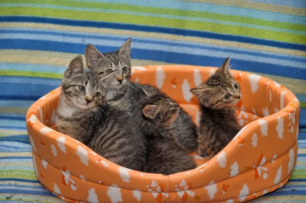 Vier gestreifte Kätzchen zusammen — Stockfoto