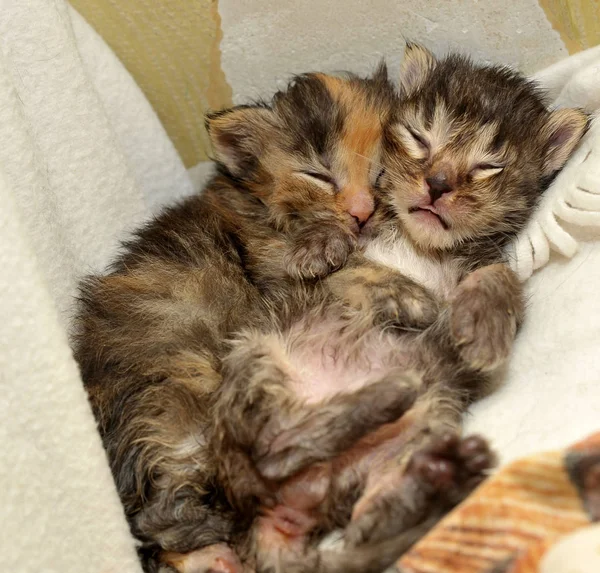 Er liggen twee pasgeboren kittens — Stockfoto