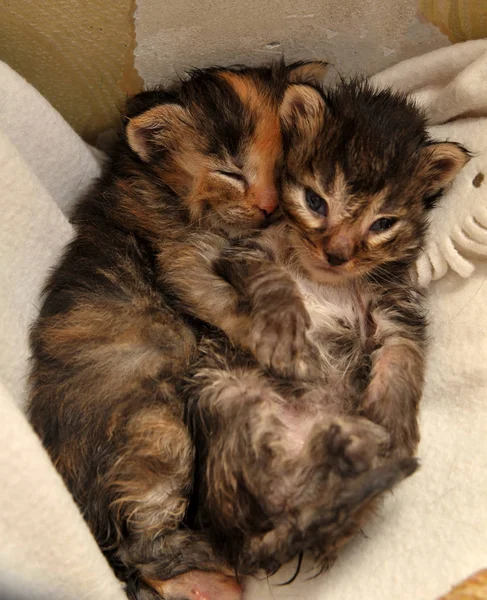 Er liggen twee pasgeboren kittens — Stockfoto