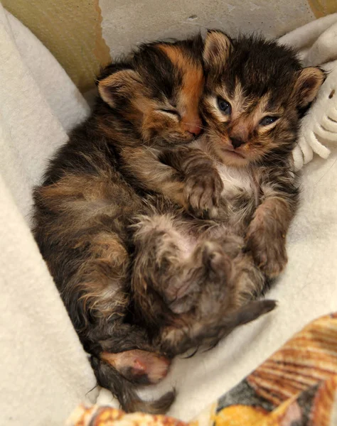 Dos Gatitos Recién Nacidos Están Acostados Juntos — Foto de Stock