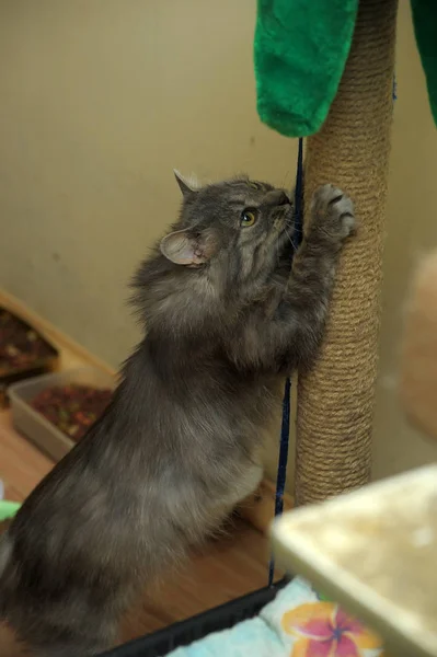 Gato gris agudiza garras — Foto de Stock