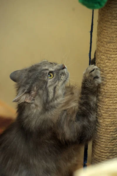 Gato gris agudiza garras — Foto de Stock