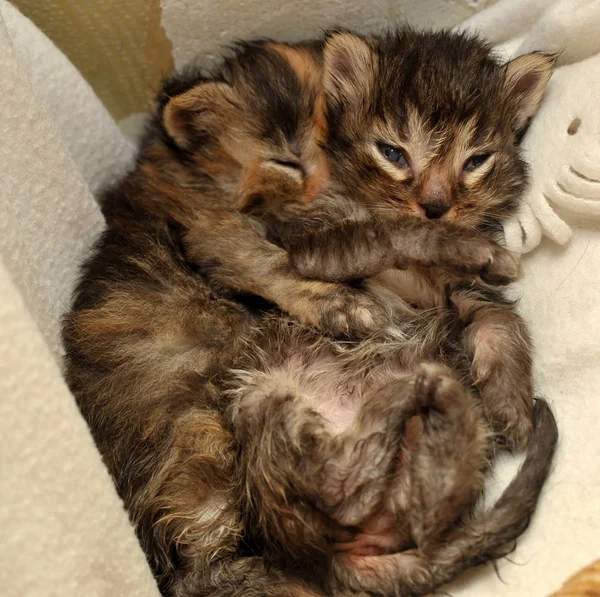 Er liggen twee pasgeboren kittens — Stockfoto