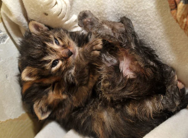 Er liggen twee pasgeboren kittens — Stockfoto